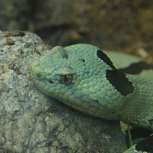 Rock Rattlesnake