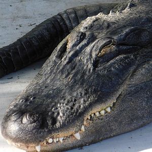 American Alligator