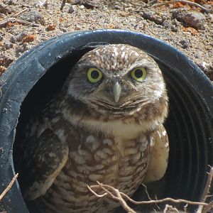 Florida: Mission Everglades - Burrowing Owl and Gopher Tortoise Exhibit