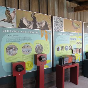 Florida: Mission Everglades - Birding Displays