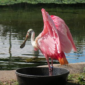 Florida: Mission Everglades - South Florida Wading Bird Exhibit - Roseate Spoonbill