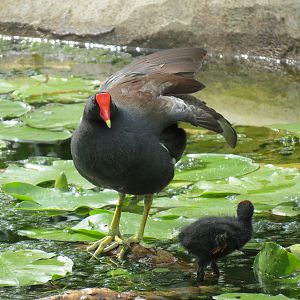 Florida: Mission Everglades - South Florida Wading Bird Exhibit - Common Gallinule