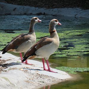 Florida: Mission Everglades - South Florida Wading Bird Exhibit - Egyptian Goose