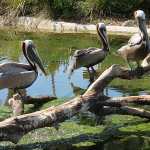 Florida: Mission Everglades - South Florida Wading Bird Exhibit - Brown Pelican