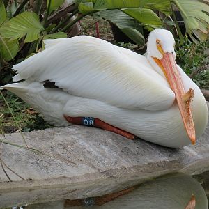 Florida: Mission Everglades - South Florida Wading Bird Exhibit - American White Pelican