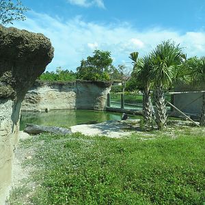 Florida: Mission Everglades - American Crocodile Exhibit