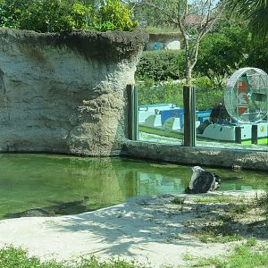Florida: Mission Everglades - American Crocodile Exhibit - Lostman's River Ride Viewing Area Beyond