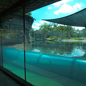 Florida: Mission Everglades - American Crocodile Exhibit