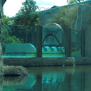 Florida: Mission Everglades - American Crocodile Exhibit - Lostman's River Ride Viewing Area Beyond