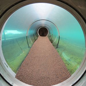 Florida: Mission Everglades - American Crocodile Exhibit