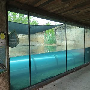 Florida: Mission Everglades - American Crocodile Exhibit