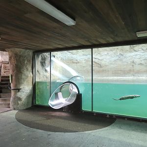 Florida: Mission Everglades - North American River Otter Exhibit