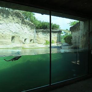Florida: Mission Everglades - North American River Otter Exhibit
