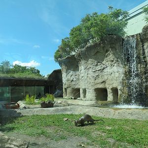 Florida: Mission Everglades - North American River Otter Exhibit