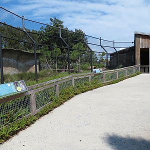 Florida: Mission Everglades - American Black Bear OR Florida Panther Rotational Exhibit 1