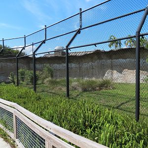 Florida: Mission Everglades - American Black Bear OR Florida Panther Rotational Exhibit 1