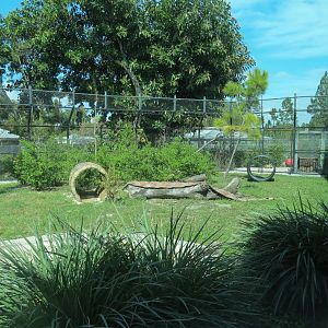 Florida: Mission Everglades - American Black Bear OR Florida Panther Rotational Exhibit 1
