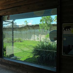 Florida: Mission Everglades - American Black Bear OR Florida Panther Rotational Exhibit 1