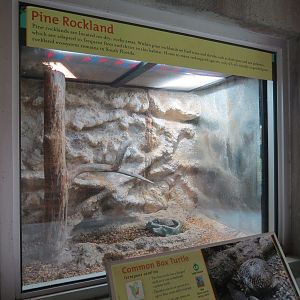 Florida: Mission Everglades - Reptile Exhibits - Common Box Turtle Exhibit
