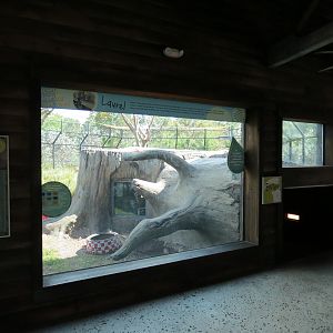 Florida: Mission Everglades - American Black Bear OR Florida Panther Rotational Exhibit 2