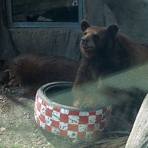 Florida: Mission Everglades - American Black Bear OR Florida Panther Rotational Exhibit 2