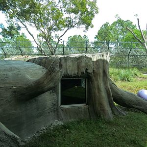 Florida: Mission Everglades - American Black Bear OR Florida Panther Rotational Exhibit 2