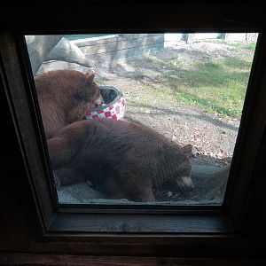 Florida: Mission Everglades - American Black Bear OR Florida Panther Rotational Exhibit 2
