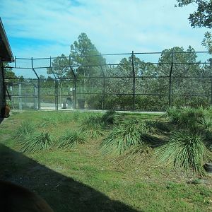 Florida: Mission Everglades - American Black Bear OR Florida Panther Rotational Exhibit 2