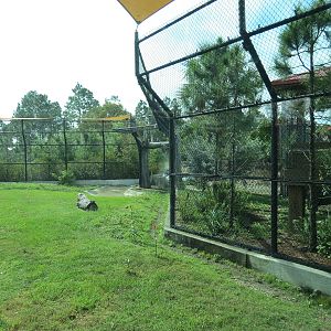 Florida: Mission Everglades - American Black Bear OR Florida Panther Rotational Exhibit 2