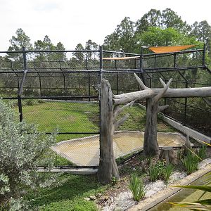 Florida: Mission Everglades - American Black Bear OR Florida Panther Rotational Exhibit 2 - Lostman's River Ride Viewing