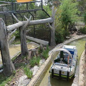 Florida: Mission Everglades - American Black Bear OR Florida Panther Rotational Exhibit 2 - Lostman's River Ride Viewing