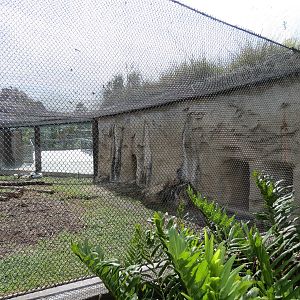 Florida: Mission Everglades - Burrowing Owl, Common Grackle, and Gopher Tortoise Exhibit