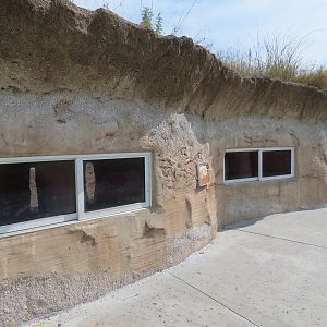 Florida: Mission Everglades - Burrowing Owl, Common Grackle, and Gopher Tortoise Exhibit