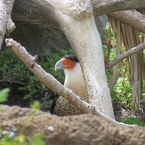 Florida: Mission Everglades - Crested Caracara Exhibit