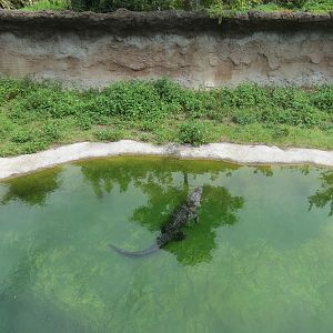 Florida: Mission Everglades - American Alligator Exhibit