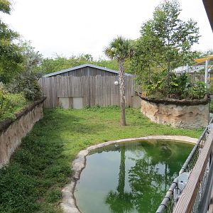 Florida: Mission Everglades - American Alligator Exhibit