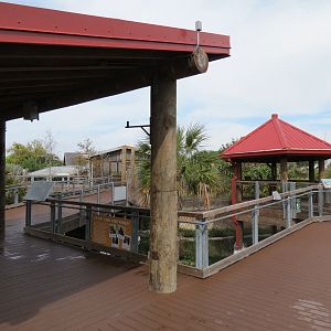 Florida: Mission Everglades - American Alligator Exhibit
