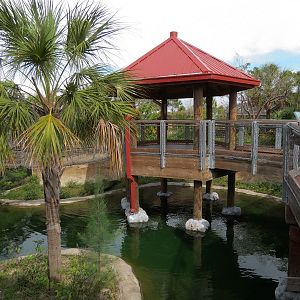 Florida: Mission Everglades - American Alligator Exhibit