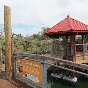 Florida: Mission Everglades - American Alligator Exhibit