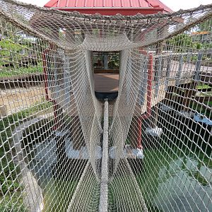 Florida: Mission Everglades - American Alligator Exhibit