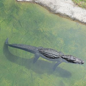 Florida: Mission Everglades - American Alligator Exhibit