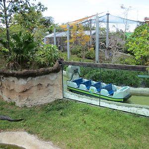 Florida: Mission Everglades - American Alligator Exhibit - Lostman's River Ride Viewing Beyond