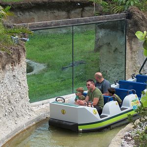 Florida: Mission Everglades - American Alligator Exhibit - Lostman's River Ride Viewing