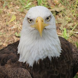 Florida: Mission Everglades - Bald Eagle Exhibit