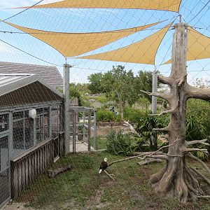 Florida: Mission Everglades - Bald Eagle Exhibit