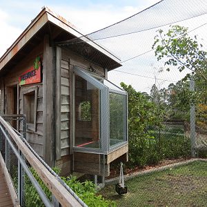 Florida: Mission Everglades - Bobcat OR Gray Fox OR Raccoon Rotational Exhibit 1 - Treehouse Visitor Viewing Shelter