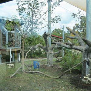 Florida: Mission Everglades - Bobcat OR Gray Fox OR Raccoon Rotational Exhibit 1