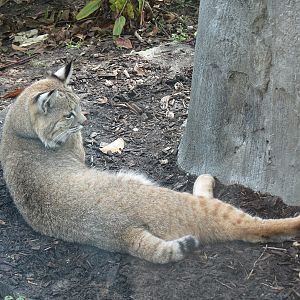 Florida: Mission Everglades - Bobcat OR Gray Fox OR Raccoon Rotational Exhibit 1