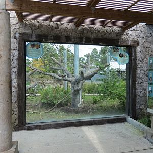 Florida: Mission Everglades - Bobcat OR Gray Fox OR Raccoon Rotational Exhibit 1