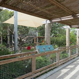 Florida: Mission Everglades - Bobcat OR Gray Fox OR Raccoon Rotational Exhibit 2